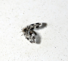 Tonnoiriella pulchra