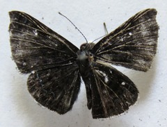 Calephelis velutina