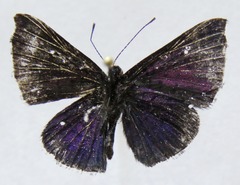 Calephelis velutina