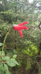 Salvia fulgens