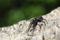 Segestria florentina