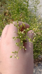 Erigeron canadensis