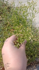 Erigeron canadensis