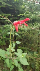 Salvia fulgens
