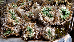 Selaginella pilifera