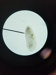 Miozoa