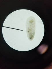 Miozoa