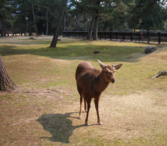 Cervus nippon