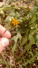 Taraxacum officinale