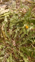 Taraxacum officinale
