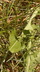 Taraxacum officinale