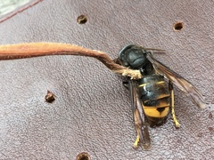 Vespa velutina nigrithorax