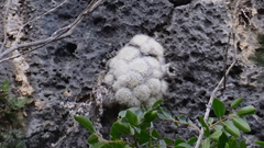 Mammillaria plumosa