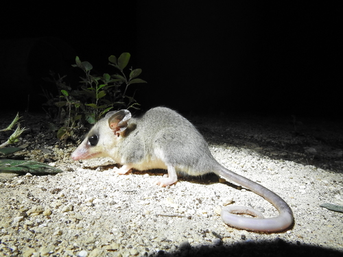Yucatán Gray Mouse Opossum