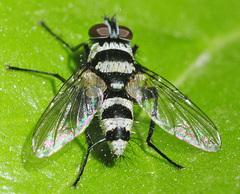 Trigonospila transvittata