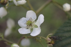 Rubus bogotensis