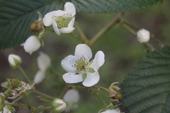 Rubus bogotensis