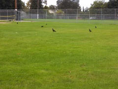 Corvus brachyrhynchos