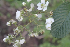 Rubus bogotensis
