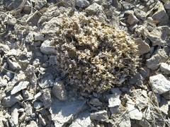 Eriogonum shockleyi