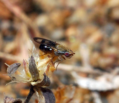 Trixoscelis psammophila