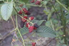 Rubus bogotensis