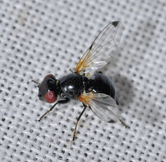 Ulidia apicalis