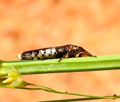 Homalodisca ichthyocephala