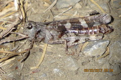 Encoptolophus costalis