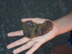 Aplidium stellatum
