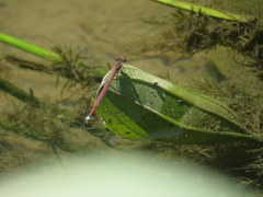 Oxyagrion rubidum