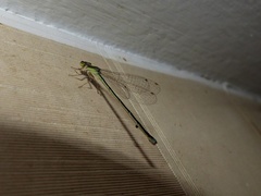 Argentagrion ambiguum