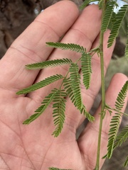 Vachellia farnesiana