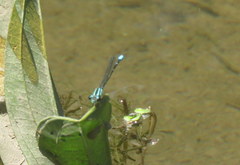 Acanthagrion lancea