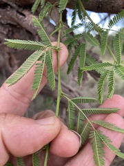 Vachellia farnesiana