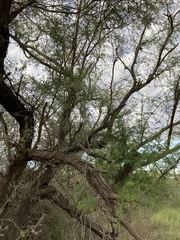 Vachellia farnesiana