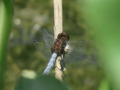 Erythrodiplax melanorubra