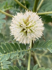 Leucaena leucocephala