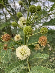 Leucaena leucocephala
