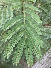 Leucaena leucocephala