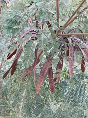 Leucaena leucocephala