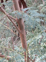 Leucaena leucocephala