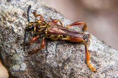 Acyphoderes aurulenta