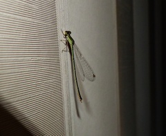 Argentagrion ambiguum