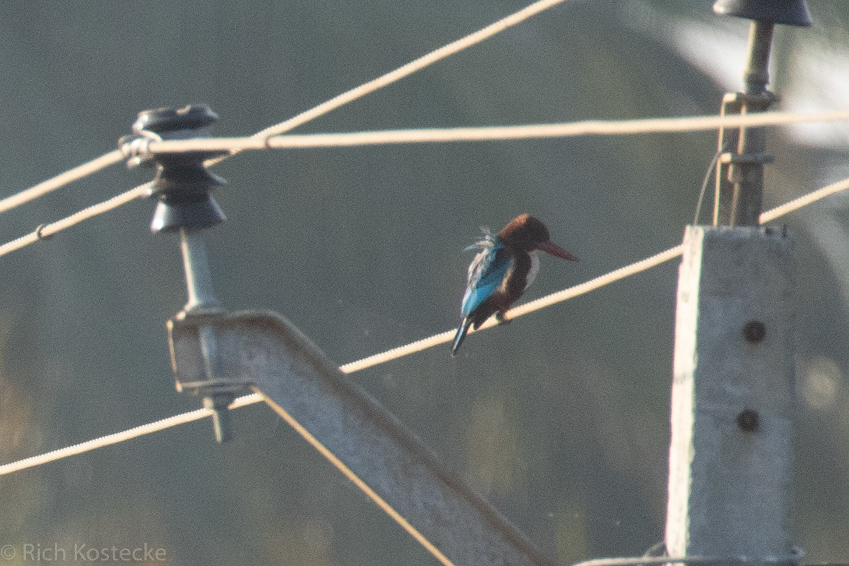 White-throated Kingfisher