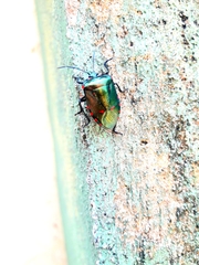 Rhyssocephala