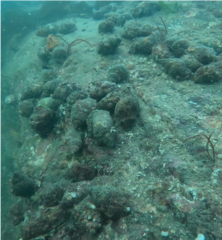 Nucella canaliculata