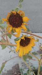 Helianthus annuus