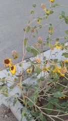 Helianthus annuus
