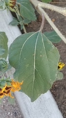 Helianthus annuus